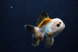 Juvenile Thai Oranda  Tricolor 3.5 Inch (ID#0110T13b-93) Free2Day SHIPPING