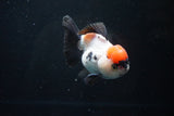 Short Body Thai Oranda  Tricolor 4.5 Inch (ID#1025To14a-70) Free2Day SHIPPING