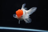 Thai Oranda  Red Cap 4.5 Inch (ID#1122To13a-48) Free2Day SHIPPING