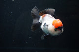 Short Body Thai Oranda  Tricolor 4.5 Inch (ID#1025To14a-70) Free2Day SHIPPING