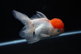 Thai Oranda  Red Cap 4.5 Inch (ID#1122To13a-48) Free2Day SHIPPING