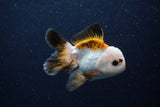 Juvenile Thai Oranda  Tricolor 3.5 Inch (ID#0110T13b-93) Free2Day SHIPPING