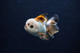 Juvenile Thai Oranda  Tricolor 3.5 Inch (ID#0110T13b-93) Free2Day SHIPPING