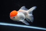 Thai Oranda  Red Cap 4.5 Inch (ID#1122To13a-48) Free2Day SHIPPING