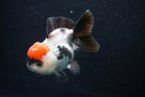 Short Body Thai Oranda  Tricolor 4.5 Inch (ID#1025To14a-70) Free2Day SHIPPING