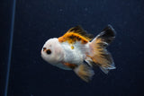 Juvenile Thai Oranda  Tricolor 3.5 Inch (ID#0110T13b-93) Free2Day SHIPPING