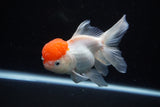 Thai Oranda  Red Cap 4.5 Inch (ID#1122To13a-48) Free2Day SHIPPING