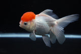 Thai Oranda  Red Cap 4.5 Inch (ID#1122To13a-48) Free2Day SHIPPING