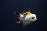 Juvenile Thai Oranda  Tricolor 3.5 Inch (ID#0110T13b-93) Free2Day SHIPPING