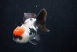 Short Body Thai Oranda  Tricolor 4.5 Inch (ID#1025To14a-70) Free2Day SHIPPING