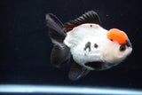 Short Body Thai Oranda  Tricolor 4.5 Inch (ID#1025To14a-70) Free2Day SHIPPING