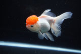 Thai Oranda  Red Cap 4.5 Inch (ID#1122To13a-48) Free2Day SHIPPING