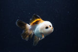 Juvenile Thai Oranda  Tricolor 3.5 Inch (ID#0110T13b-93) Free2Day SHIPPING