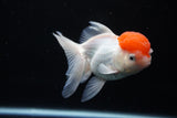 Thai Oranda  Red Cap 4.5 Inch (ID#1122To13a-48) Free2Day SHIPPING