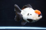 Short Body Thai Oranda  Tricolor 4.5 Inch (ID#1025To14a-70) Free2Day SHIPPING