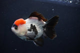 Short Body Thai Oranda  Tricolor 4.5 Inch (ID#1025To14a-70) Free2Day SHIPPING