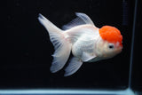 Thai Oranda  Red Cap 4.5 Inch (ID#1122To13a-48) Free2Day SHIPPING