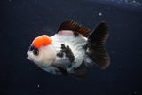 Short Body Thai Oranda  Tricolor 4.5 Inch (ID#1025To14a-70) Free2Day SHIPPING