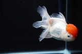 Thai Oranda  Red Cap 4.5 Inch (ID#1122To13a-48) Free2Day SHIPPING