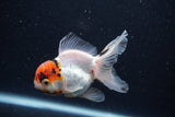 Juvenile Thai Oranda  Tricolor 3.5 Inch (ID#0110T13b-94) Free2Day SHIPPING