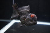 Short Body Thai Oranda  Tricolor 4.5 Inch (ID#1025To14a-71) Free2Day SHIPPING