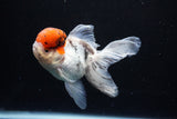 Thai Oranda Tricolor Red Cap 4.5 Inch (ID#1122To13a-49) Free2Day SHIPPING