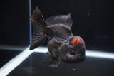 Short Body Thai Oranda  Tricolor 4.5 Inch (ID#1025To14a-71) Free2Day SHIPPING