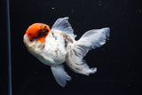 Thai Oranda Tricolor Red Cap 4.5 Inch (ID#1122To13a-49) Free2Day SHIPPING