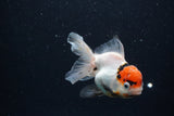 Juvenile Thai Oranda  Tricolor 3.5 Inch (ID#0110T13b-94) Free2Day SHIPPING