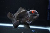 Short Body Thai Oranda  Tricolor 4.5 Inch (ID#1025To14a-71) Free2Day SHIPPING