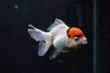 Juvenile Thai Oranda  Tricolor 3.5 Inch (ID#0110T13b-94) Free2Day SHIPPING