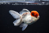 Thai Oranda Tricolor Red Cap 4.5 Inch (ID#1122To13a-49) Free2Day SHIPPING