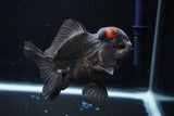 Short Body Thai Oranda  Tricolor 4.5 Inch (ID#1025To14a-71) Free2Day SHIPPING