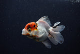 Juvenile Thai Oranda  Tricolor 3.5 Inch (ID#0110T13b-94) Free2Day SHIPPING