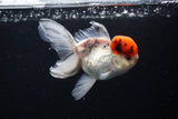 Thai Oranda Tricolor Red Cap 4.5 Inch (ID#1122To13a-49) Free2Day SHIPPING