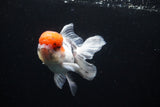 Thai Oranda Tricolor Red Cap 4.5 Inch (ID#1122To13a-49) Free2Day SHIPPING