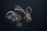 Short Body Thai Oranda  Tricolor 4.5 Inch (ID#1025To14a-71) Free2Day SHIPPING