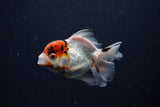 Juvenile Thai Oranda  Tricolor 3.5 Inch (ID#0110T13b-94) Free2Day SHIPPING