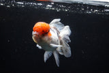 Thai Oranda Tricolor Red Cap 4.5 Inch (ID#1122To13a-49) Free2Day SHIPPING