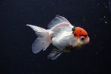 Juvenile Thai Oranda  Tricolor 3.5 Inch (ID#0110T13b-94) Free2Day SHIPPING