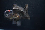 Short Body Thai Oranda  Tricolor 4.5 Inch (ID#1025To14a-71) Free2Day SHIPPING