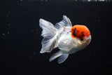 Thai Oranda Tricolor Red Cap 4.5 Inch (ID#1122To13a-49) Free2Day SHIPPING