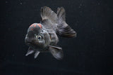 Short Body Thai Oranda  Tricolor 4.5 Inch (ID#1025To14a-71) Free2Day SHIPPING