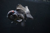 Short Body Thai Oranda  Tricolor 4.5 Inch (ID#1025To14a-71) Free2Day SHIPPING