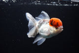 Thai Oranda Tricolor Red Cap 4.5 Inch (ID#1122To13a-49) Free2Day SHIPPING