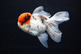 Thai Oranda Tricolor Red Cap 4.5 Inch (ID#1122To13a-49) Free2Day SHIPPING