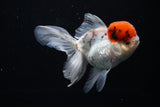 Thai Oranda Tricolor Red Cap 4.5 Inch (ID#1122To13a-49) Free2Day SHIPPING