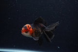 Juvenile Thai Oranda  Tricolor 4 Inch (ID#0113T13b-83) Free2Day SHIPPING