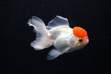 Thai Oranda  Red Cap 4.5 Inch (ID#1122To13a-50) Free2Day SHIPPING