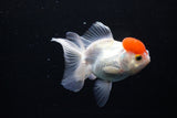 Thai Oranda  Red Cap 4.5 Inch (ID#1122To13a-50) Free2Day SHIPPING